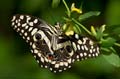 092 Afrikanischer Schwalbenschwanz - Papilio demedocus